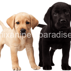 Denimix Anipets Paradise 5 Dogs & Puppies