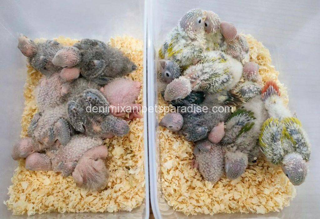 Denimix Anipets Paradise 81 Fertile parrots eggs10