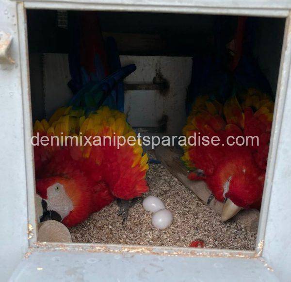 MACAW EGGS FOR SALE