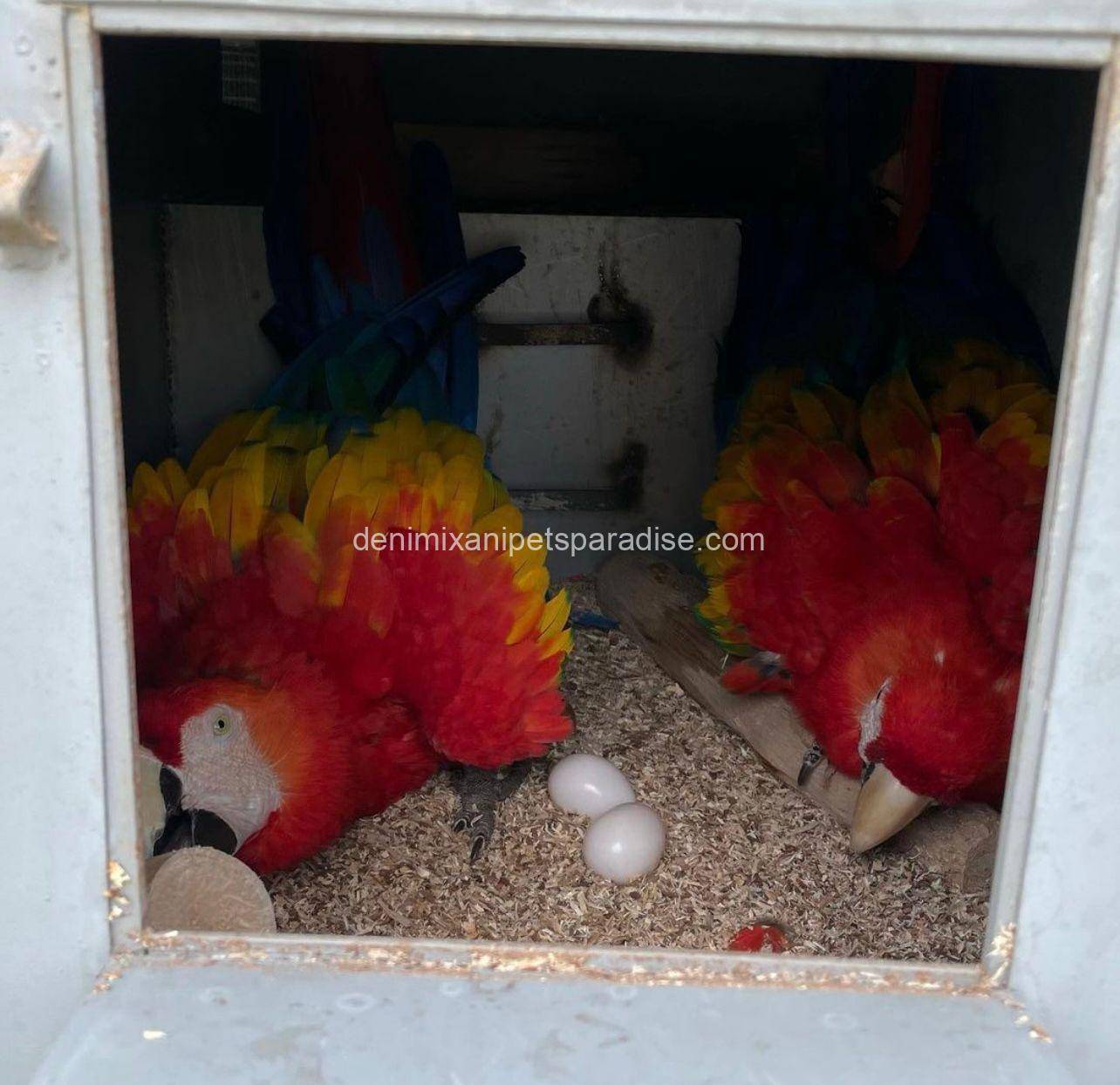 #1 Fertile Macaw Eggs 4 MACAW EGGS FOR SALE