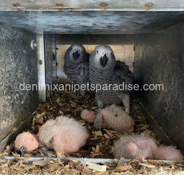 AFRICAN GREY EGGS FOR SALE