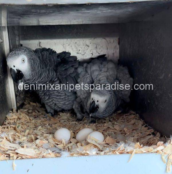 AFRICAN GREY EGGS FOR SALE