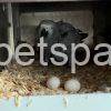 AFRICAN GREY EGGS FOR SALE