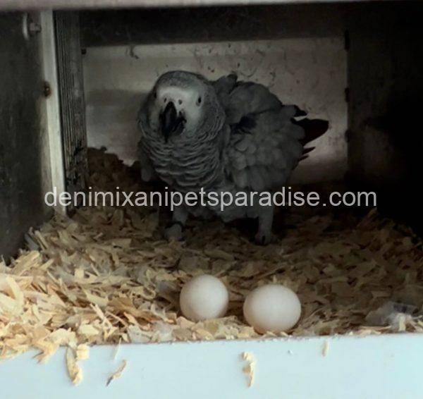 AFRICAN GREY EGGS FOR SALE