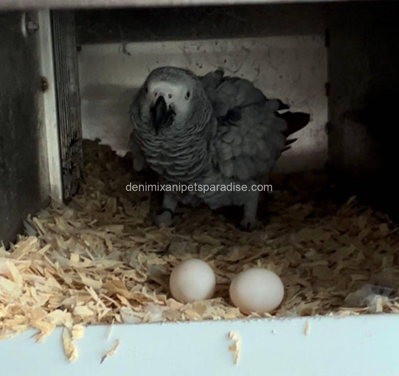African Grey Eggs 2 AFRICAN GREY EGGS FOR SALE