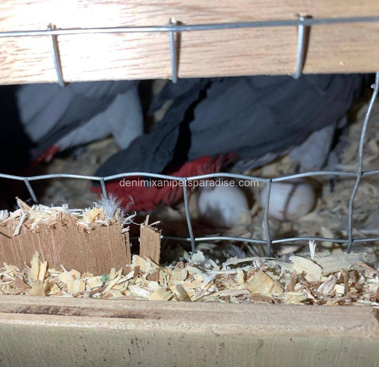 African Grey Eggs 11 AFRICAN GREY EGGS FOR SALE