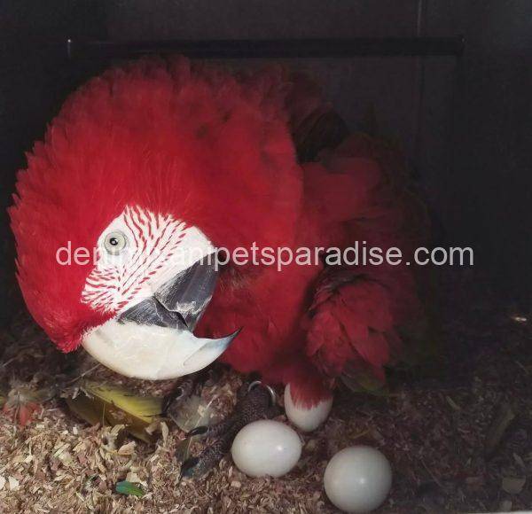 MACAW EGGS FOR SALE