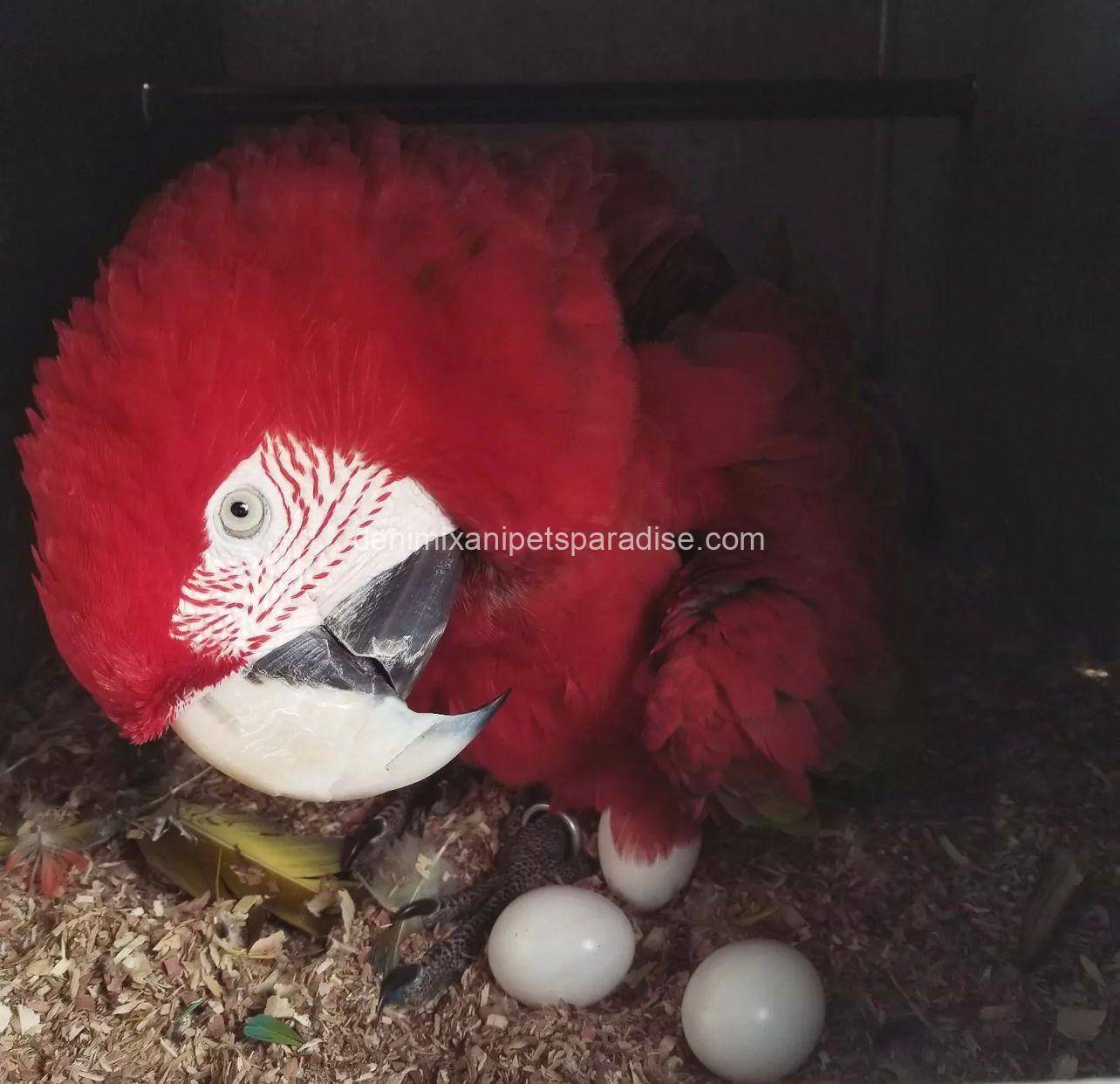 #1 Fertile Macaw Eggs 7 MACAW EGGS FOR SALE
