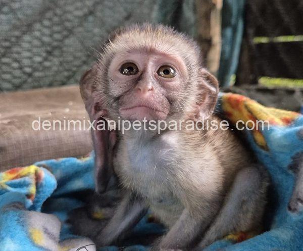 Gorgeous Baby Vervet Monkeys - Image 5
