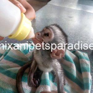 Baby Vervet Monkey 4 adoption