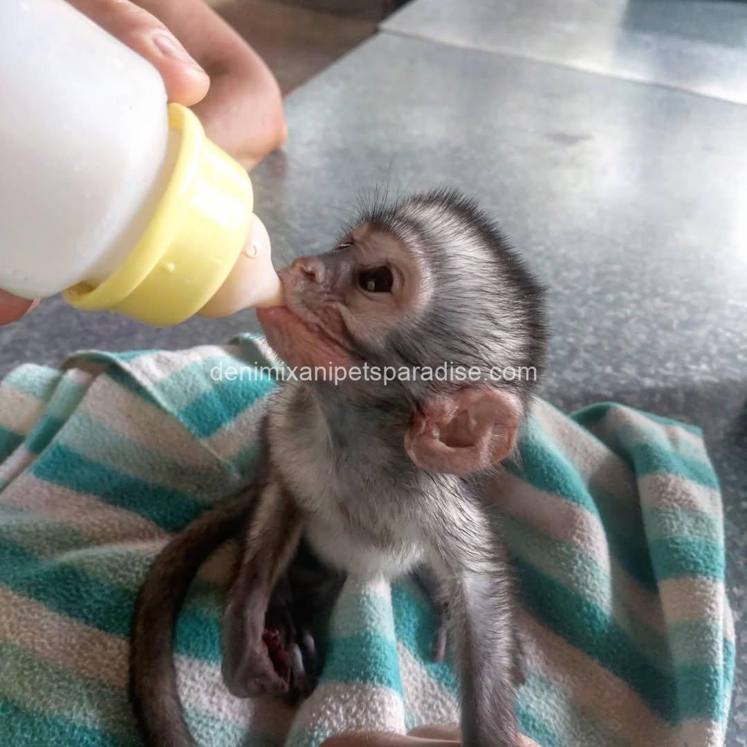 Baby Vervet Monkey 4 adoption 1 Baby Vervet Monkey 4 adoption
