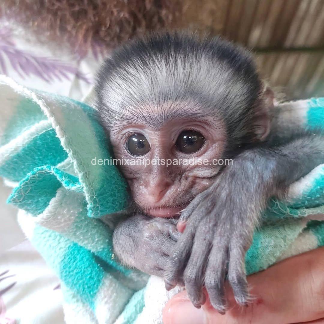 Baby Vervet Monkey 4 adoption 3 Baby Vervet Monkey 4 adoption - Image 3