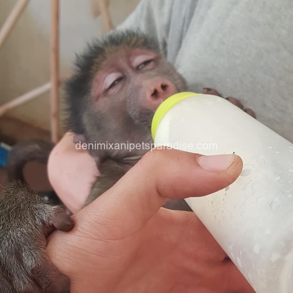 Baby Vervet Monkey 4 adoption 2 Baby Vervet Monkey 4 adoption - Image 2