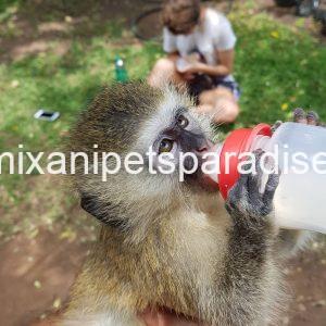 Gorgeous Baby Vervet Monkeys
