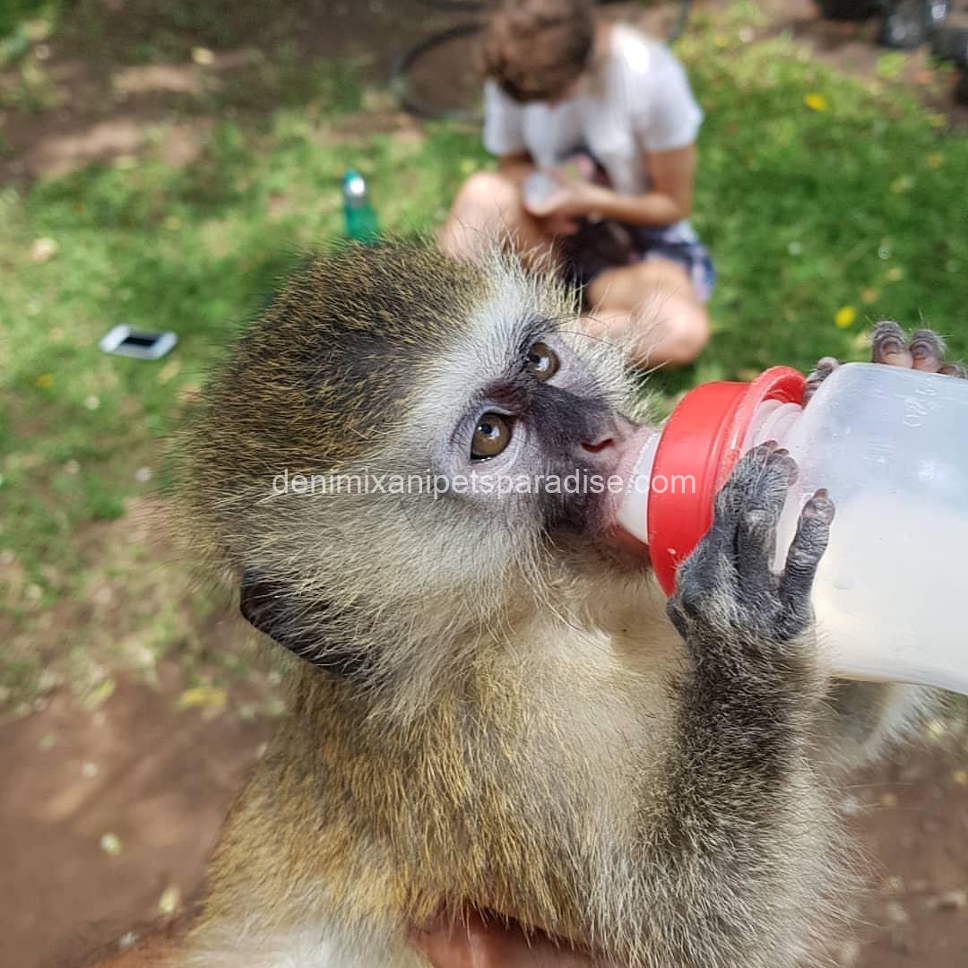 Gorgeous Baby Vervet Monkeys 1 Gorgeous Baby Vervet Monkeys