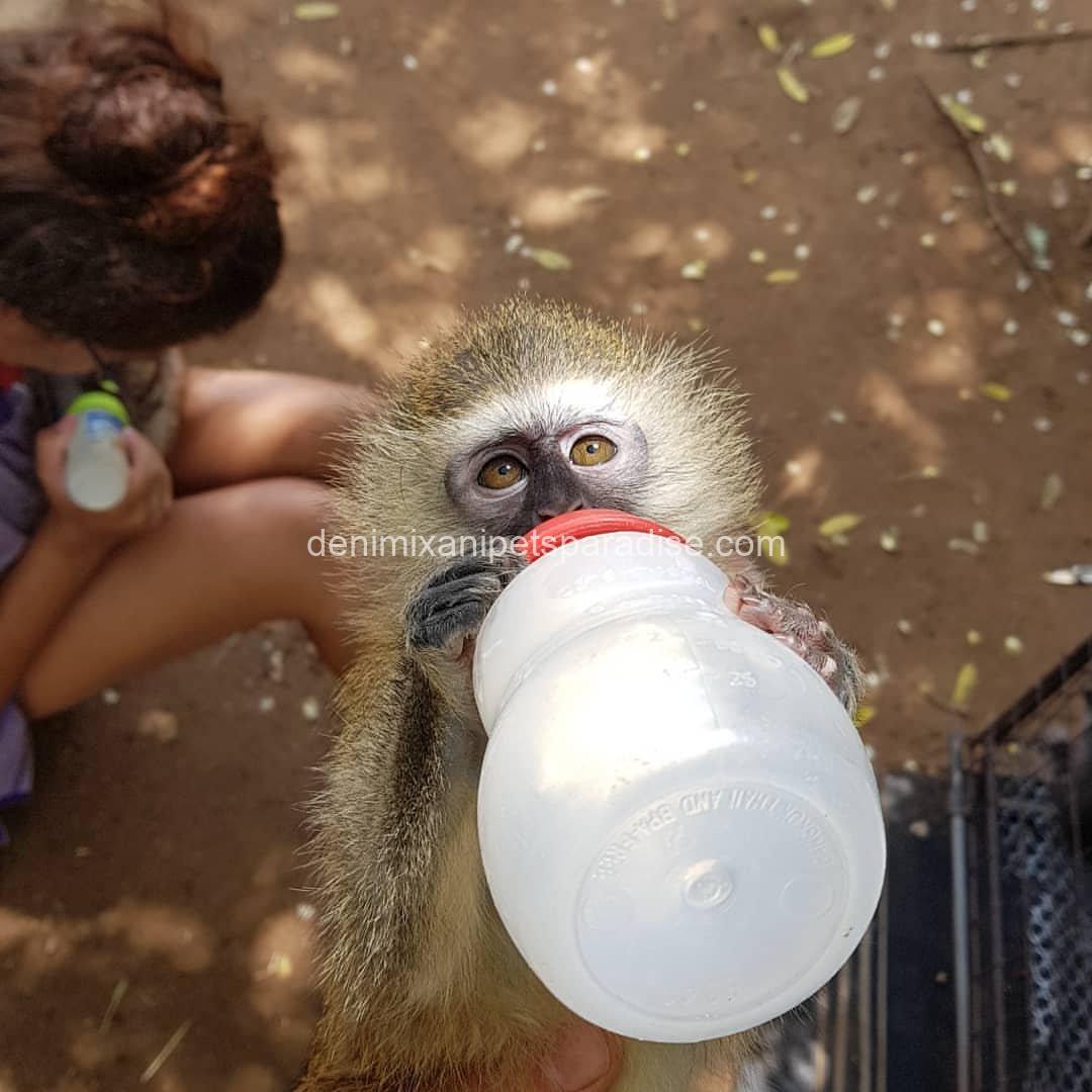 Gorgeous Baby Vervet Monkeys 3 Gorgeous Baby Vervet Monkeys - Image 3