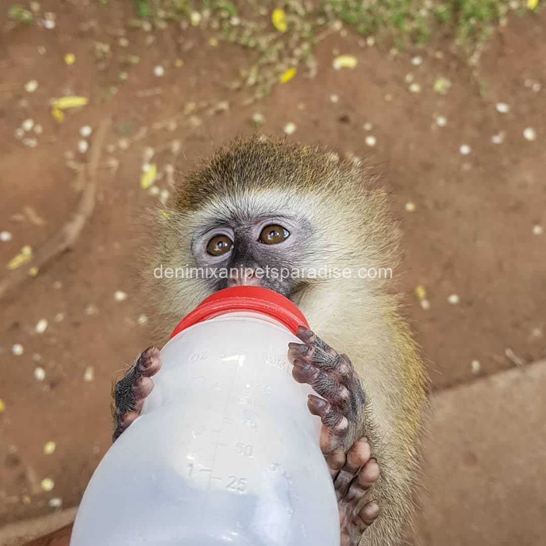 Gorgeous Baby Vervet Monkeys 2 Gorgeous Baby Vervet Monkeys - Image 2