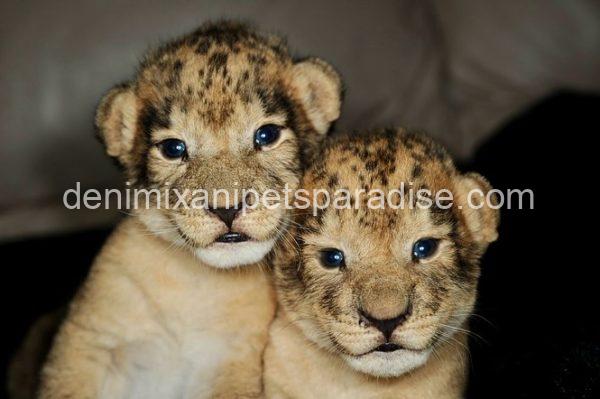 Adorable Baby Lion Cubs - Image 3