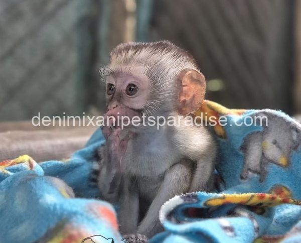 Gorgeous Baby Vervet Monkeys - Image 4