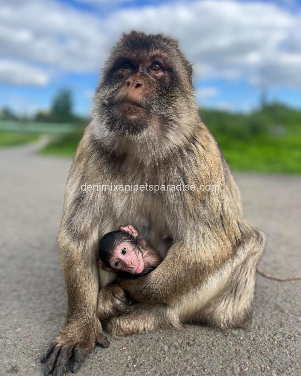 Gorgeous Baby Macaque Monkeys for Adoption 4 Gorgeous Baby Macaque Monkeys for Adoption - Image 4