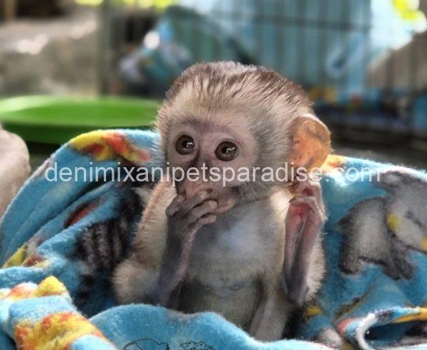 Gorgeous Baby Vervet Monkeys - Image 3