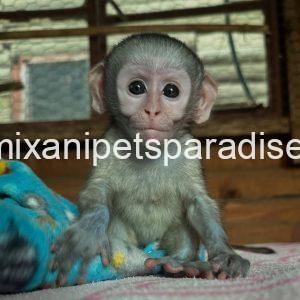 Loving & Adorable Baby Vervet Monkeys