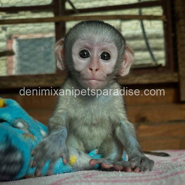 Loving & Adorable Baby Vervet Monkeys