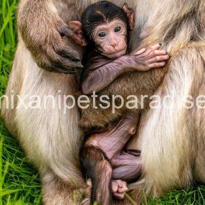 Gorgeous Baby Macaque Monkeys for Adoption