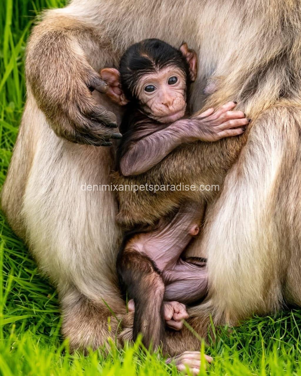 Gorgeous Baby Macaque Monkeys for Adoption 1 Gorgeous Baby Macaque Monkeys for Adoption