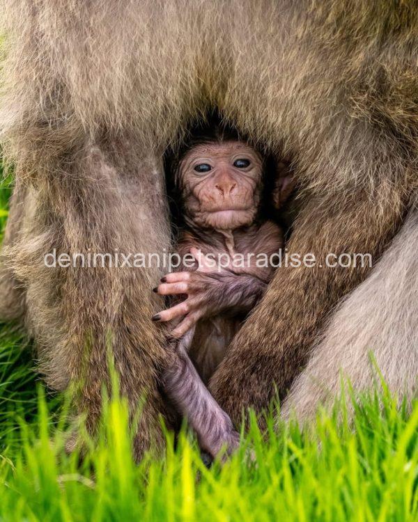 Gorgeous Baby Macaque Monkeys for Adoption - Image 2