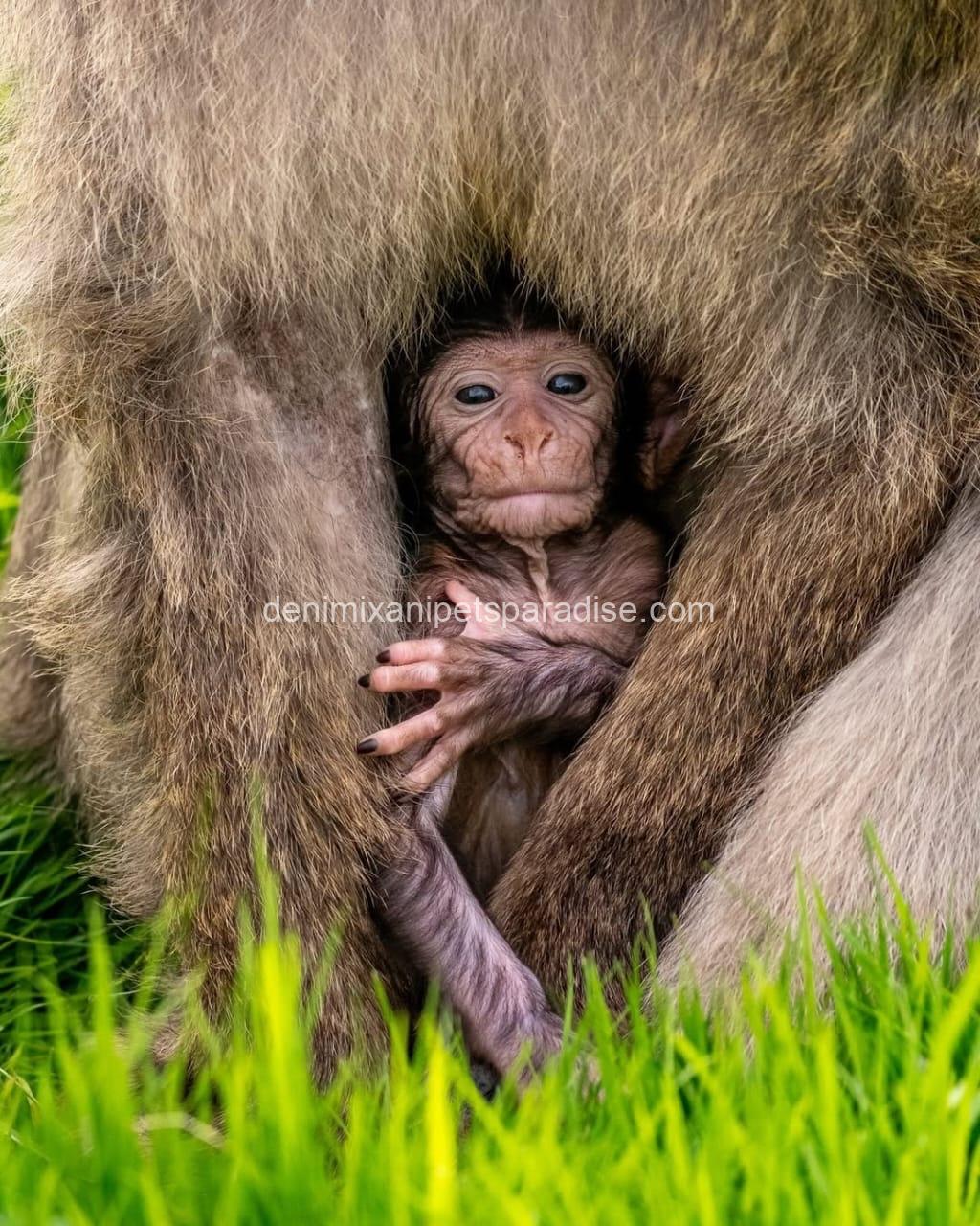 Gorgeous Baby Macaque Monkeys for Adoption 2 Gorgeous Baby Macaque Monkeys for Adoption - Image 2