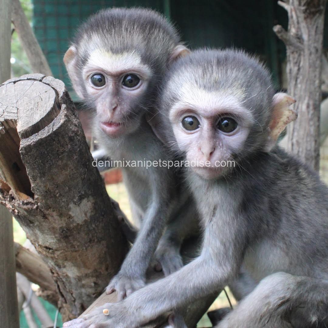 Loving & Adorable Baby Vervet Monkeys 3 Loving & Adorable Baby Vervet Monkeys - Image 3
