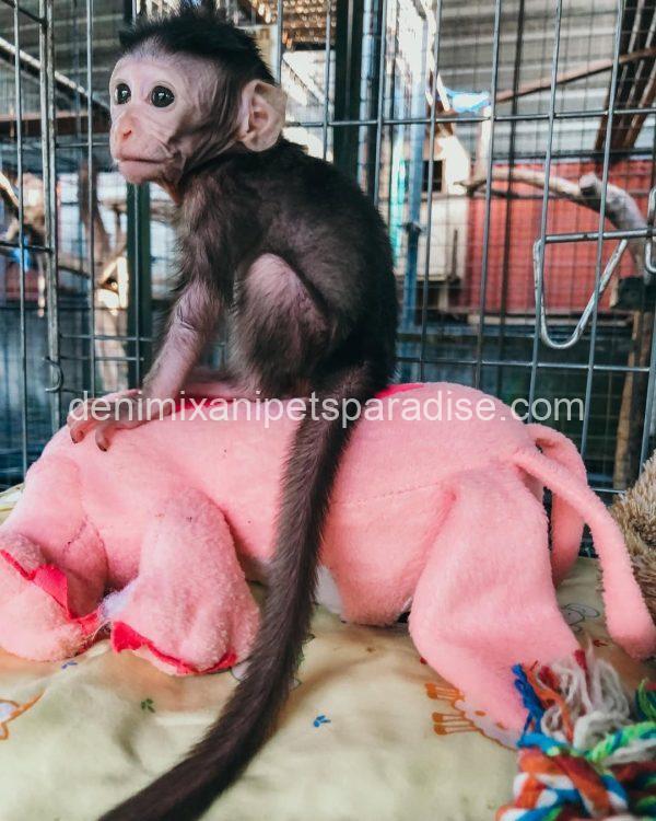 Adorable & Loving Baby Macaque Monkeys for Adoption - Image 2