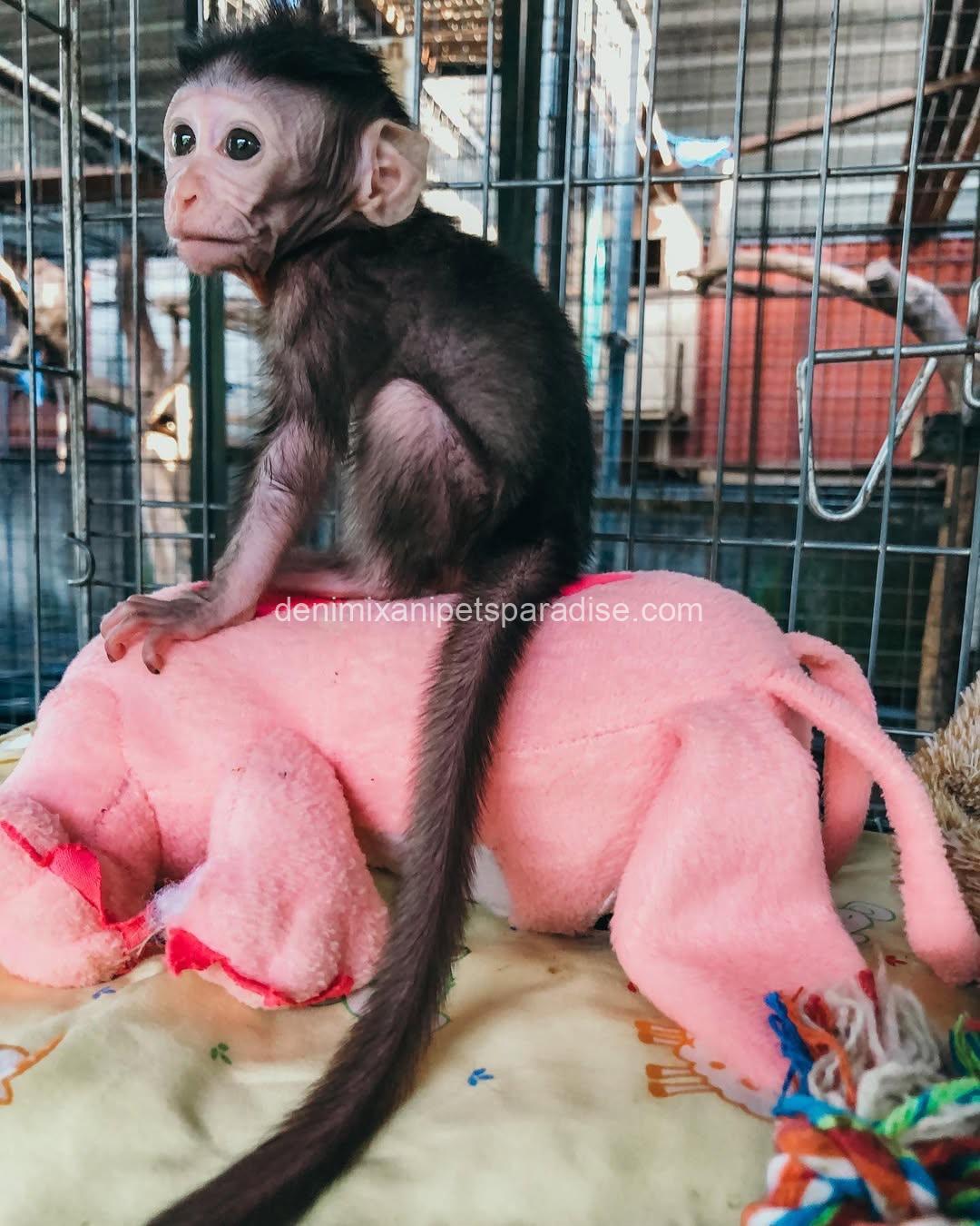 Adorable & Loving Baby Macaque Monkeys for Adoption 2 Adorable & Loving Baby Macaque Monkeys for Adoption - Image 2