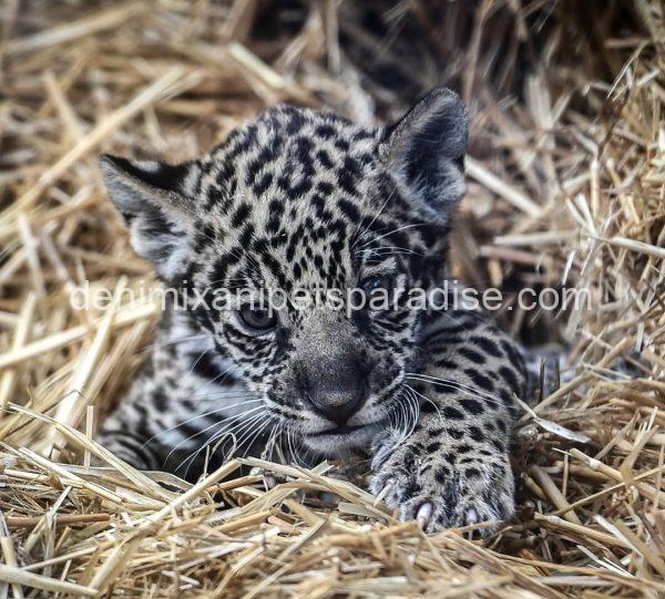 Baby Jaguar Cubs - Image 2