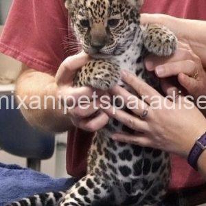 Adorable Baby Jaguar Cubs