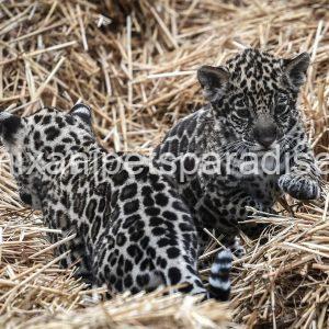 Baby Jaguar Cubs