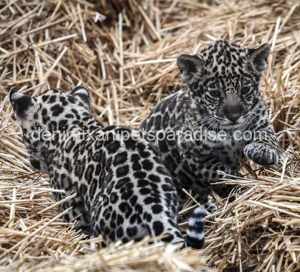 Baby Jaguar Cubs