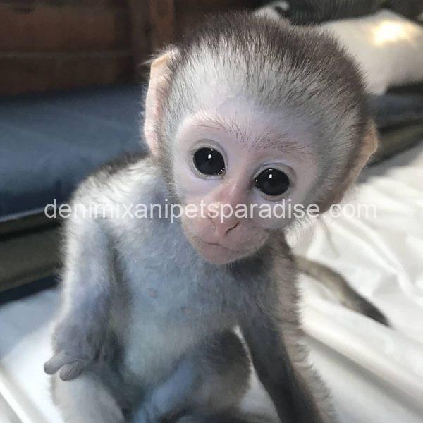 Baby Vervet Monkey 4 adoption - Image 2