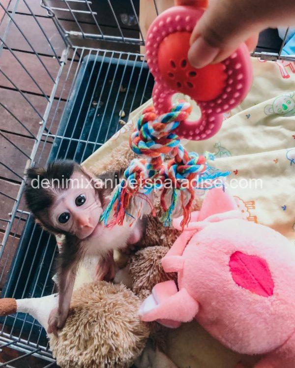 Adorable & Loving Baby Macaque Monkeys for Adoption - Image 3