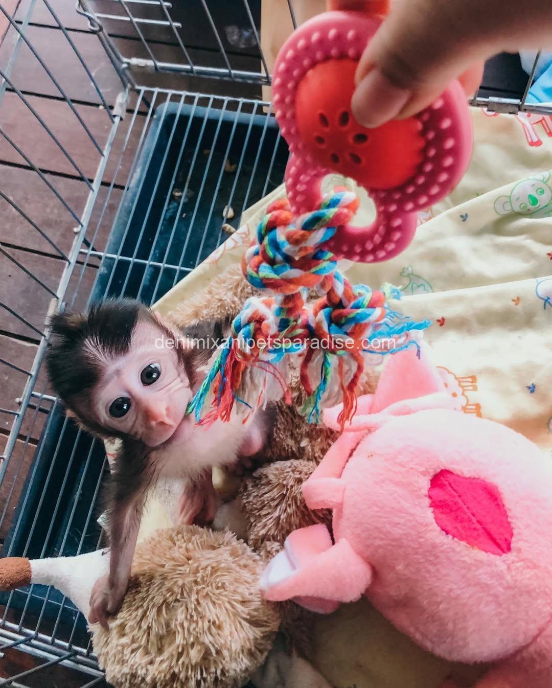 Adorable & Loving Baby Macaque Monkeys for Adoption 3 Adorable & Loving Baby Macaque Monkeys for Adoption - Image 3