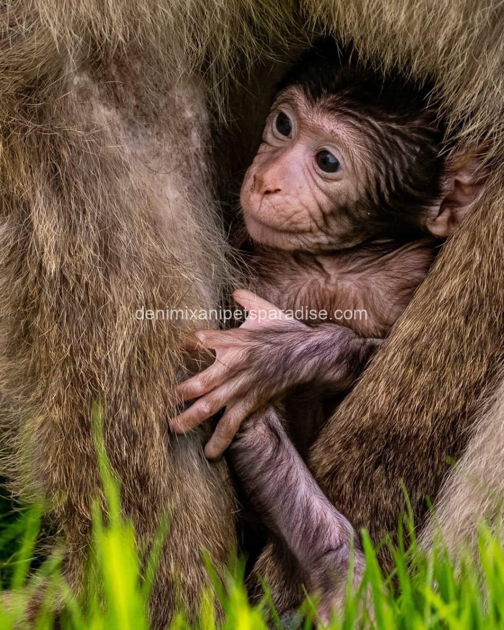 Gorgeous Baby Macaque Monkeys for Adoption 3 Gorgeous Baby Macaque Monkeys for Adoption - Image 3