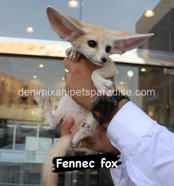 Gorgeous Baby Fennec Fox - Image 3