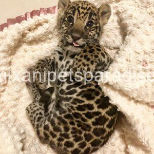 Gorgeous Baby Jaguar Cub