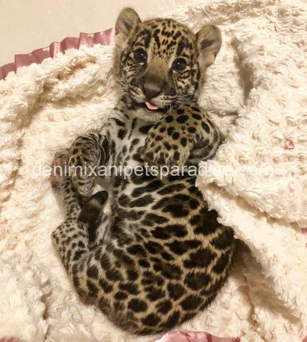 Gorgeous Baby Jaguar Cub