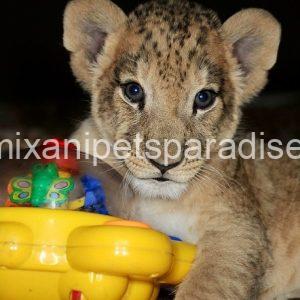 Adorable Baby Lion Cubs