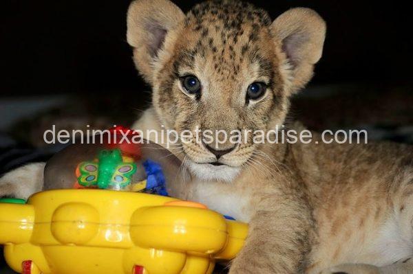 Adorable Baby Lion Cubs