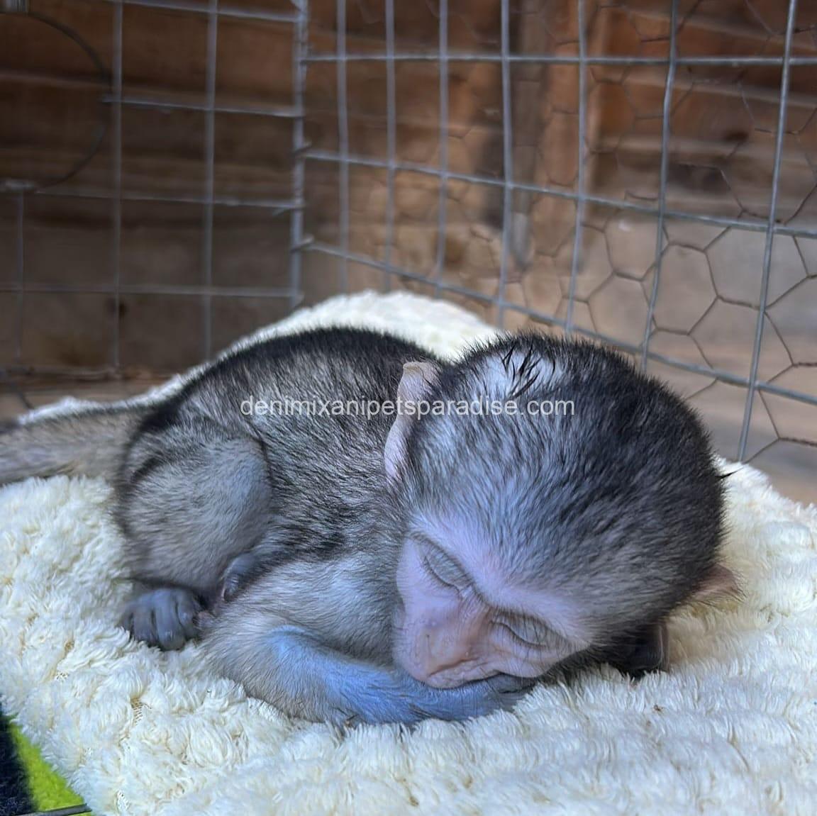 Loving & Adorable Baby Vervet Monkeys 6 Loving & Adorable Baby Vervet Monkeys - Image 6