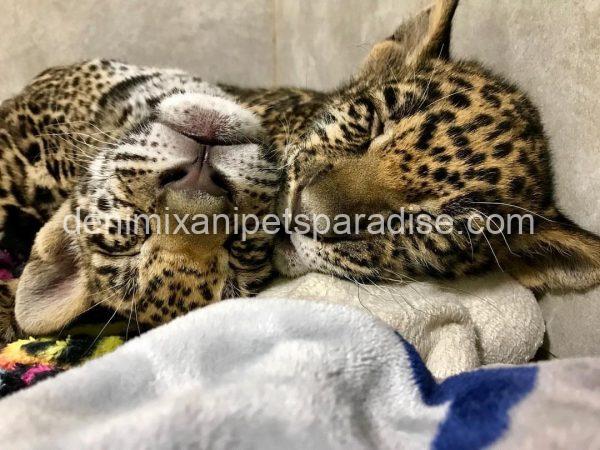 Gorgeous Baby Jaguar Cub - Image 2