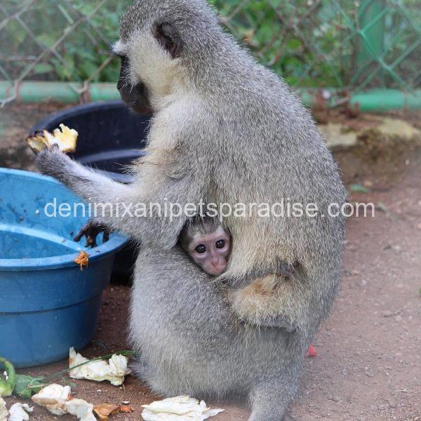 Baby Vervet Monkey 4 adoption - Image 3